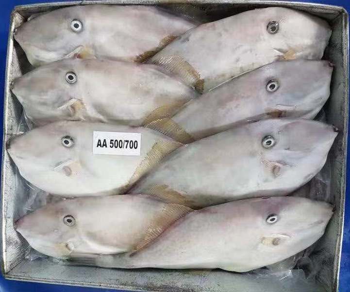 leatherjacket fish Buy leatherjacket fish in Kochi Kerala India from Asian  Marine Foods